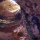 Illustration for article titled This is some Indiana Jones level paleontology right here.